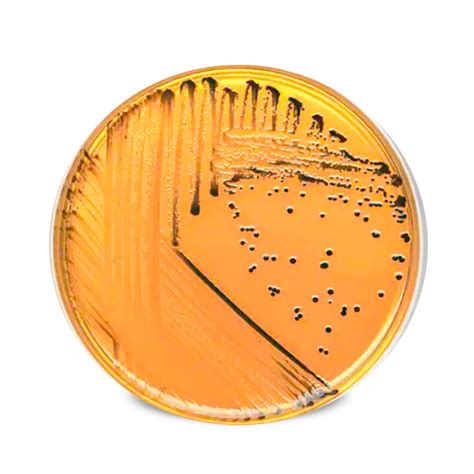 Agar Salmonella Shigella Bio Bacter