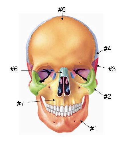 Anterior Skull 5 Long Web Anatomy