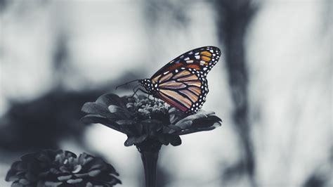 Butterfly 5K Black and White Desktop Background Wallpaper | HD Wallpapers