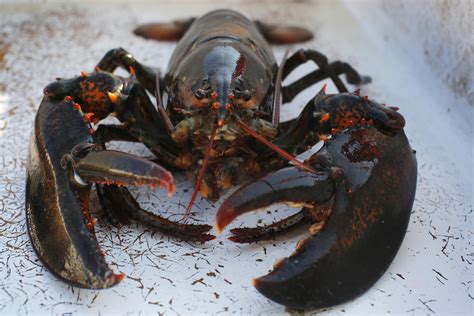The Swedes Want North American Lobster Out And The Americans Are