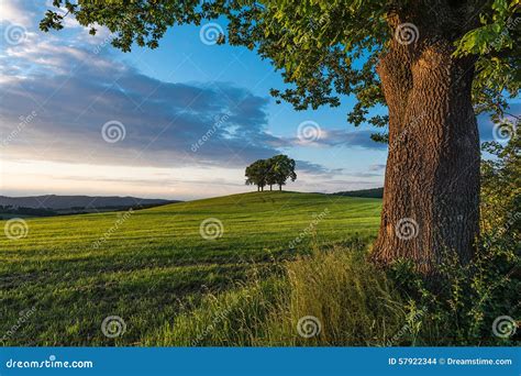 Group Of Trees On A Hill Stock Photo Image Of Light 57922344