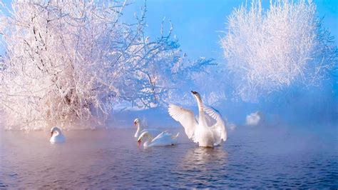 Wallpaper Beautiful Winter Morning Lake Trees Snow White Swans