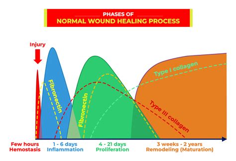 Phases Wound Healing Process Cross Section Stock Vect