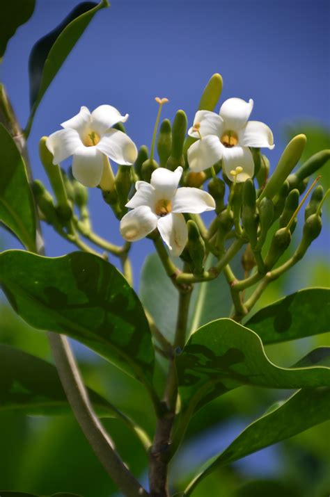 Kini kini pua is a perfect home base for your hawaiian adventures. Soubor:Pua kenikeni Fagraea berteriana a0002983.jpg ...