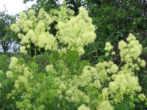 Thalictrum Lucidum Wikicharlie