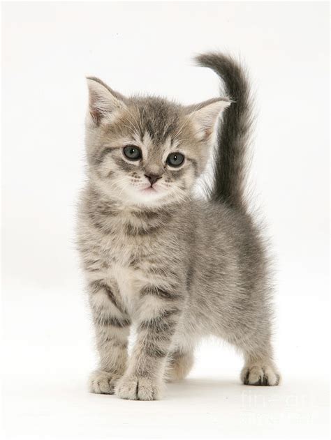 Gray Tabby British Shorthair Kitten Photograph By Jane Burton