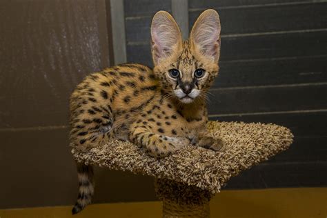 Serval Pet Kitten