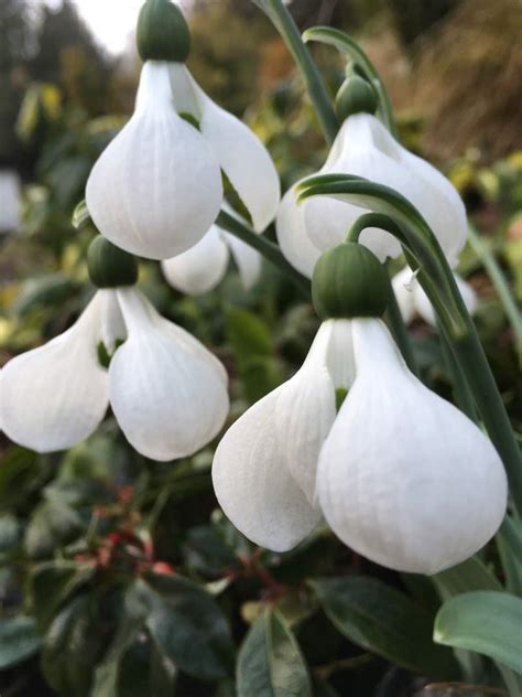 6 Varieties Of Snowdrops You Should Get To Know Mr Plant Geek