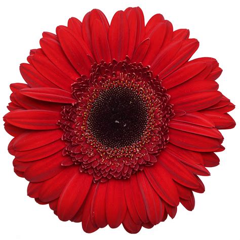 Gerbera Daisy Red Dark Center Stems Ship Cut Flowers