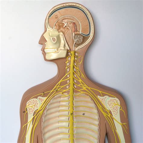 Anatomical Human Nervous System Model Head And Throat Anatomy Store