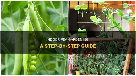 Indoor Pea Gardening A Step By Step Guide Shuncy