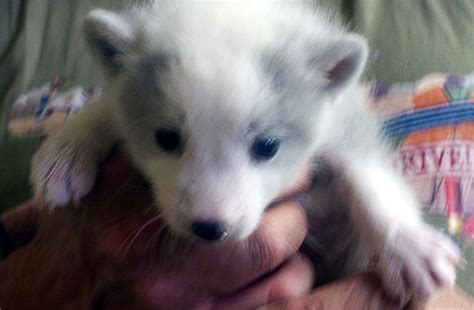 Domesticated Arctic Fox Domesticated Andwild Foxes Pinterest