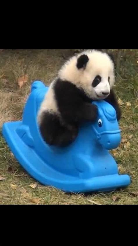 Pin By Pennmoney On Baby Animals Cute Animals Panda Bear Baby Panda