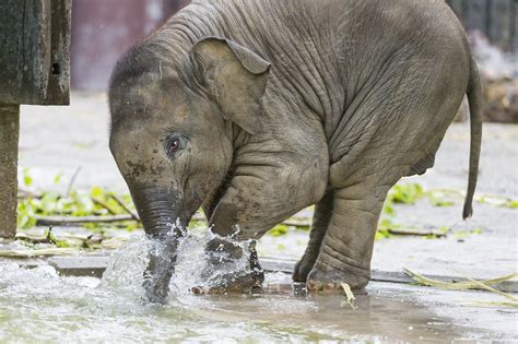 The Baby Elephant Playing With The Water Another One Of Ka Flickr
