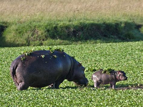 Mother And Baby Hippo Courtesy Of Dave Richards Baby Hippo Cute