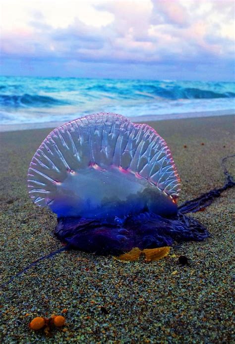 Poison Blue By Ale Reifsnider Under The Sea Pinterest