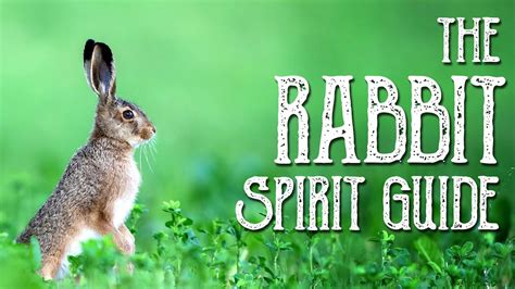 Rabbit Spirit Guide Ask The Spirit Guides Oracle Totem Animal