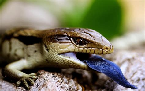 The Incredibly Vibrant Blue Tongued Skink Lizard Amazing Animal