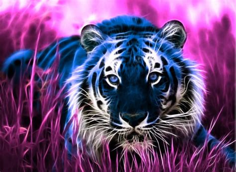 Background Image Blue Tiger Purple Grass Tiger Wallpaper Tiger