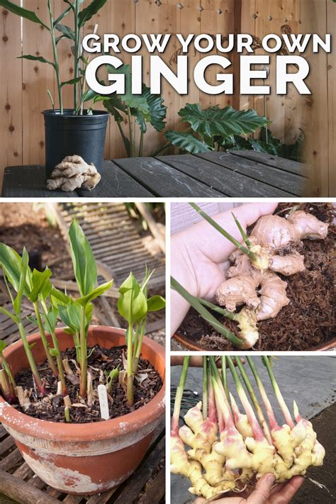How To Grow Ginger In Pots News At How To