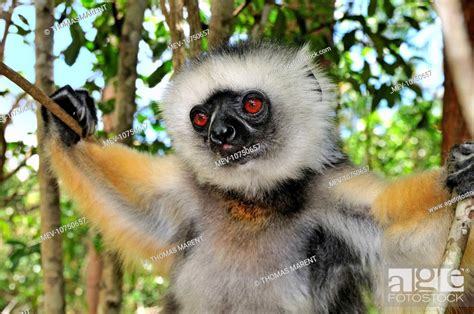 Diademed Sifaka Propithecus Diadema Stock Photo Picture And Rights