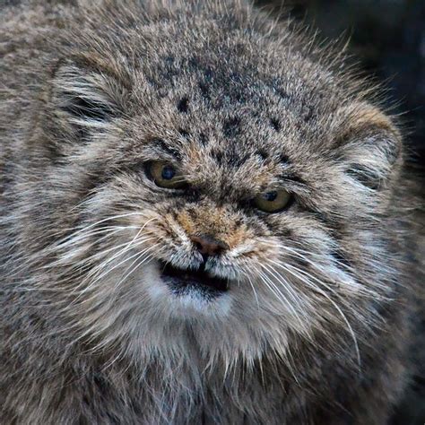 Pallas Cat Rare Cats Pallass Cat Manul Cat