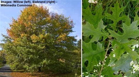 49 Types Of Oak Trees With Pictures Identification Guide