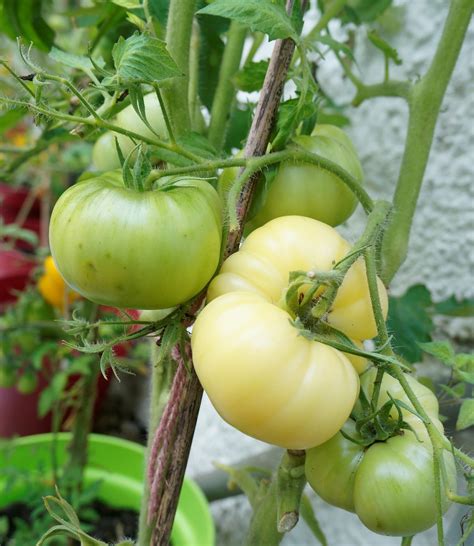 Tomato White Beauty 248365 Radleyfreak Flickr