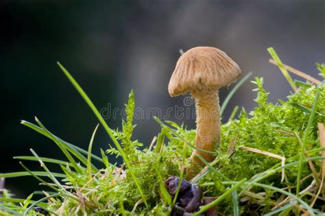 Single Wild Mushroom Stock Photo Image Of Abstract Vegetable 2244432