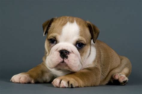 23 English Bulldog Puppies For Rescue Picture Bleumoonproductions