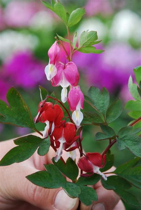 Bleeding Heart Dicentra Spectabilis X Valentine Hordival From Growing