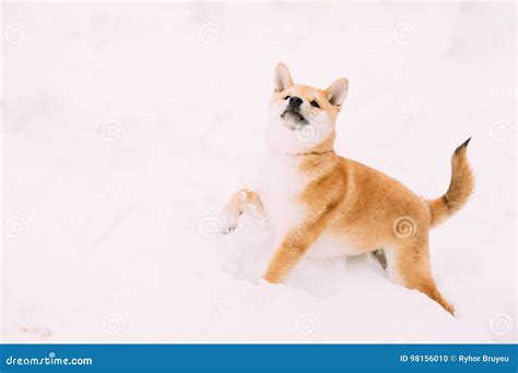 Young Japanese Small Size Shiba Inu Dog Play Outdoor In Snow Stock