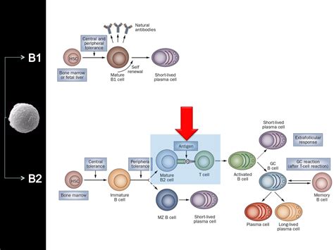 B1 Y B2 B Cells