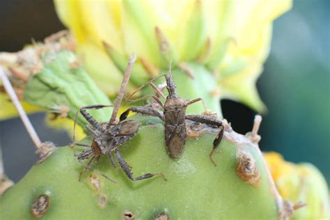 Cactus bugs compensate for lack of weapons with bigger balls | New ...
