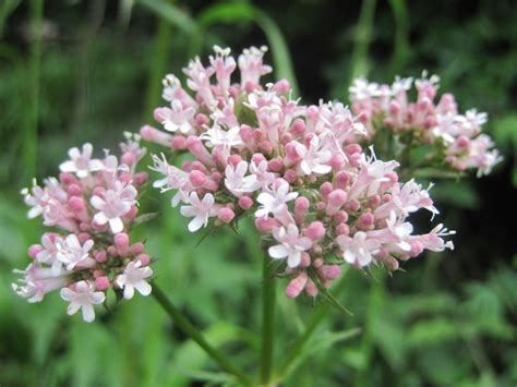 A dark force threatens alpha, a vast metropolis and home to species from a thousand planets. The 9 Best Natural Remedies for Anxiety | BeWellBuzz
