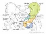 The true pelvis is divided into three regions known as the pelvic brim, the cavity and the outlet. Pelvic bones