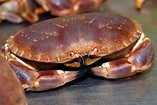 Crabe : bonne saison, bien le choisir et le cuisiner