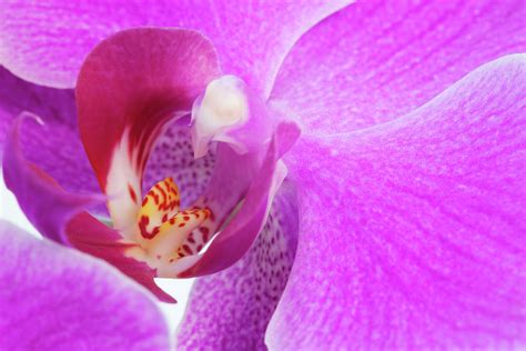 Lilac Orchid Photograph By Andrew Dernie Fine Art America
