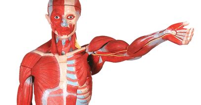 Many muscle names indicate the muscle's location. Anatomical Models, Skeleton Models, Educational Charts ...