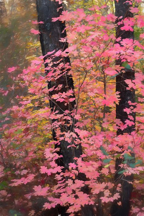 A Pink Maple Fall Photograph By Saija Lehtonen Fine Art America