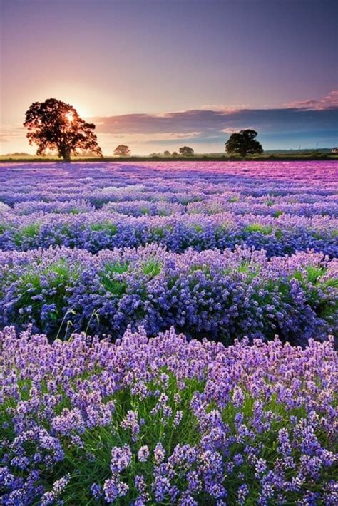 Lavender Field Sunset Provence France Photo On Sunsurfer