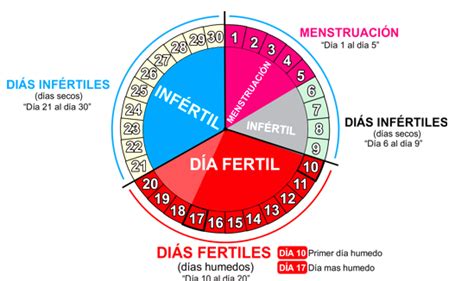 Calcular Días Más Fértiles De La Mujer