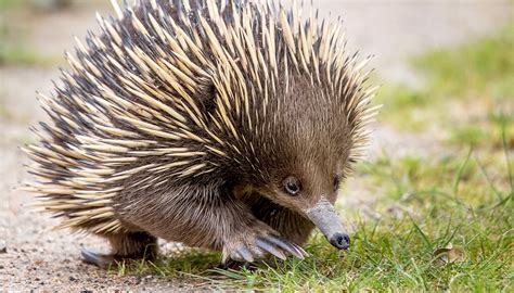 Pointed Facts About Echidnas - Potatoes and the Promise of More Potatoes