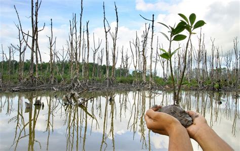 Gambar Flora Fauna Benyamin Lakitan Mangrove Balikpapan 6 Gambar Hutan Bakau Di Rebanas Rebanas