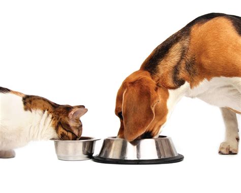 Read no further and call us right away! How To Calculate How Much Food to Feed your Dog or Cat ...