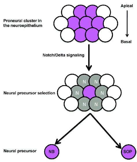 The Lateral Inhibition Process Download Scientific Diagram