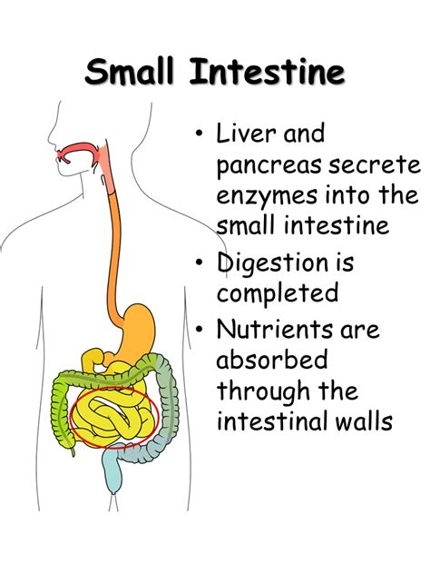 Digestive System Presentation Biology