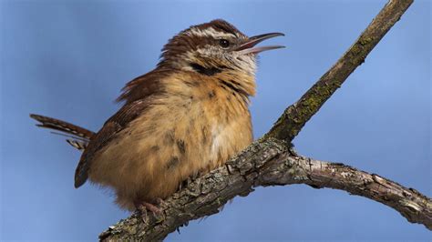 Carolina Wren Audubon Field Guide