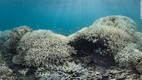 The Great Barrier Reef Is Not Actually Dead Job One For Humanity