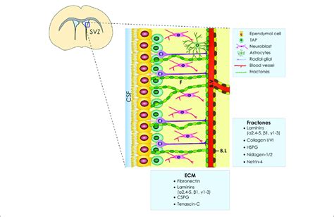 Ecm Of The Ventricular Subventricular Zone V Svz Of The Stem Cell